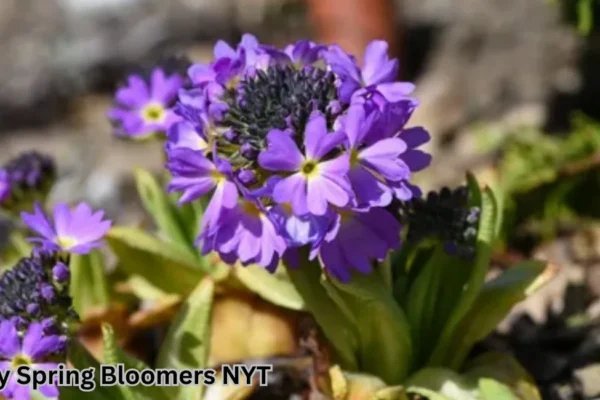 early spring bloomers nyt