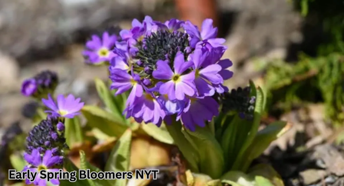 early spring bloomers nyt