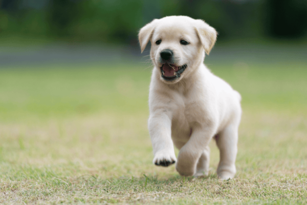 golden retriever puppies