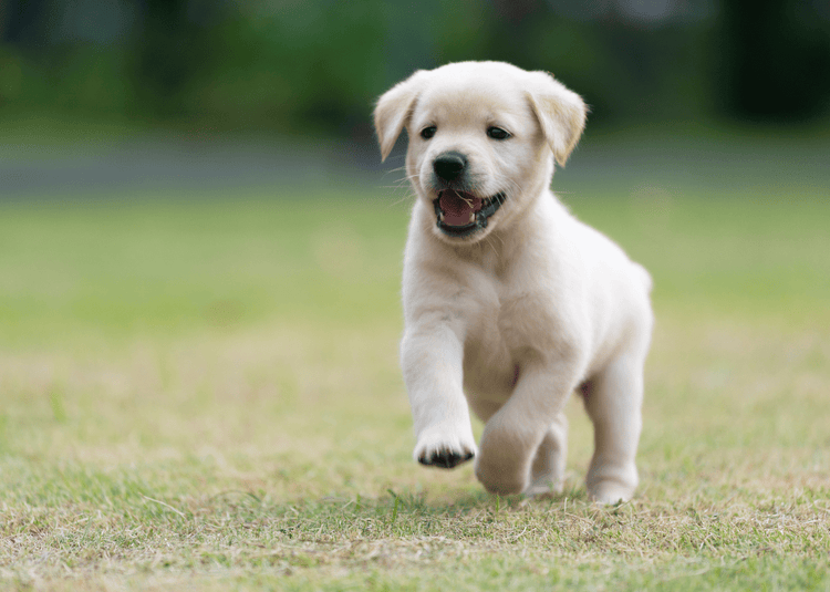 golden retriever puppies